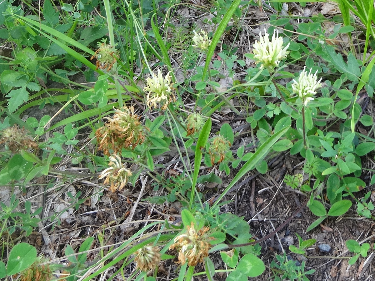 Trifolium ochroleucon (Fabaceae)